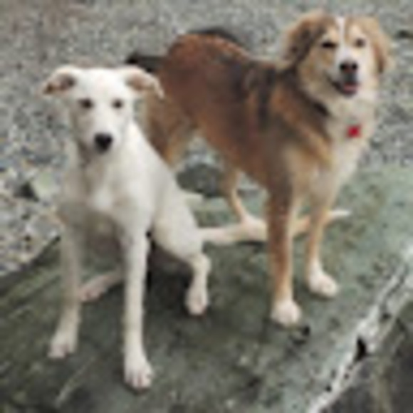 Meet your Posher, Stephanie - Picture 1 of 1